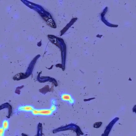 AnomalyCLIP 小魚乾異物偵測 — 異常熱區標示